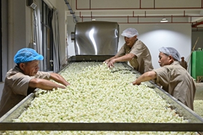 Il patrimonio industriale del tè al gelsomino di Fuzhou alimenta la crescita del turismo culturale locale