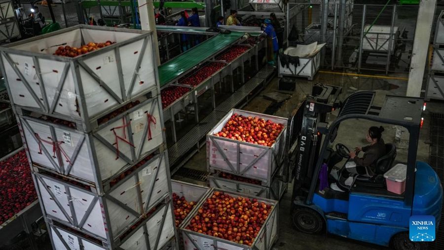 Guizhou, inizia la stagione della raccolta delle mele precoci