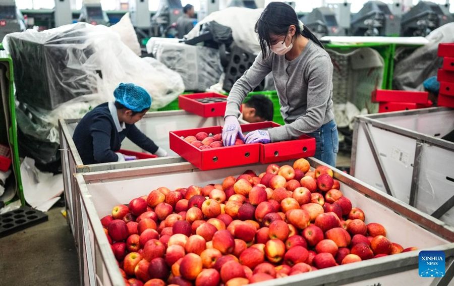 Guizhou, inizia la stagione della raccolta delle mele precoci