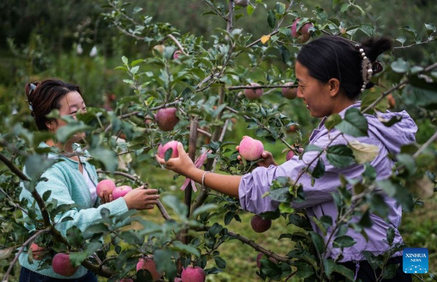 Guizhou, inizia la stagione della raccolta delle mele precoci