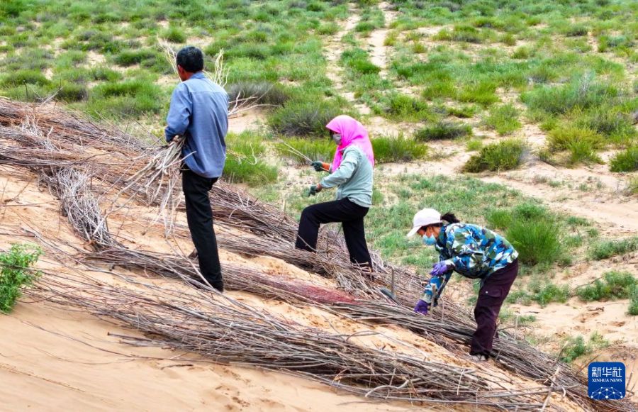 Ordos, lotta alla desertificazione attraverso sussidi verdi in cambio di lavoro