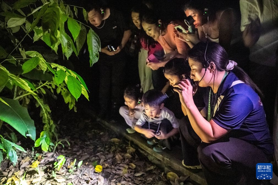 Tour notturno nella foresta pluviale nello Yunnan, un'aula di biologia unica