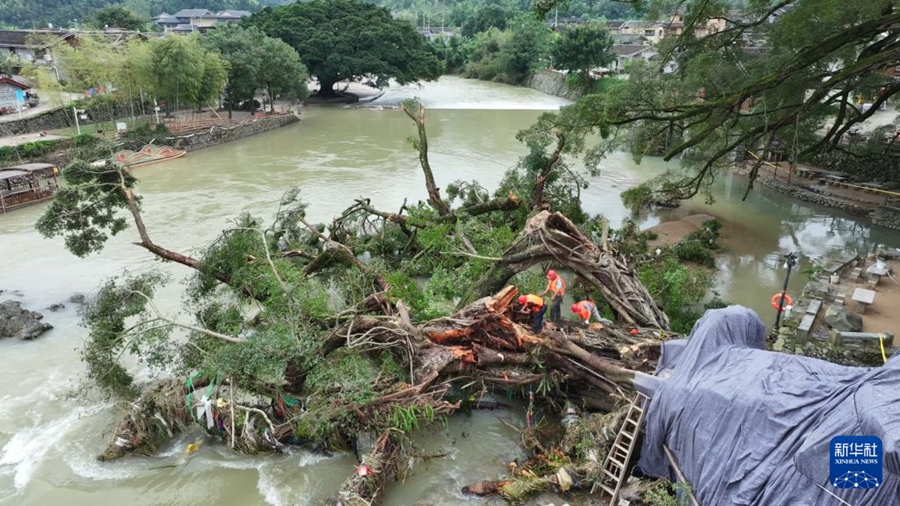 Fujian: Sforzi a tutto campo per salvare un baniano vecchio di oltre 600 anni