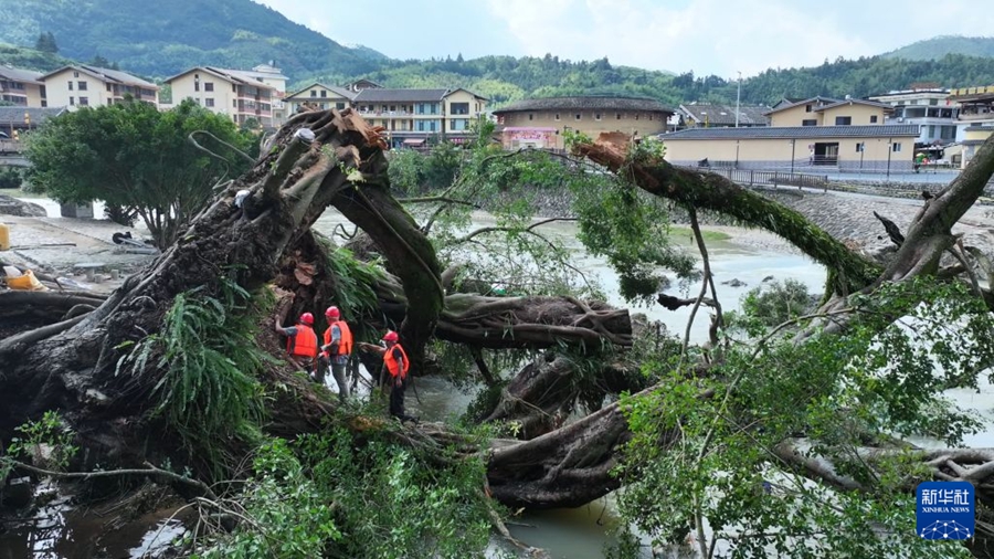 Fujian: Sforzi a tutto campo per salvare un baniano vecchio di oltre 600 anni