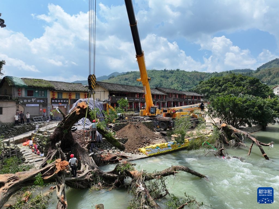 Fujian: Sforzi a tutto campo per salvare un baniano vecchio di oltre 600 anni