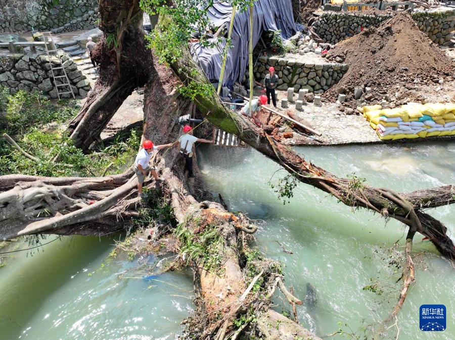 Fujian: Sforzi a tutto campo per salvare un baniano vecchio di oltre 600 anni