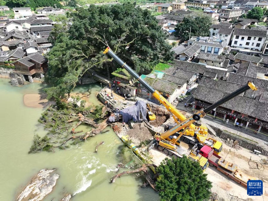 Fujian: Sforzi a tutto campo per salvare un baniano vecchio di oltre 600 anni