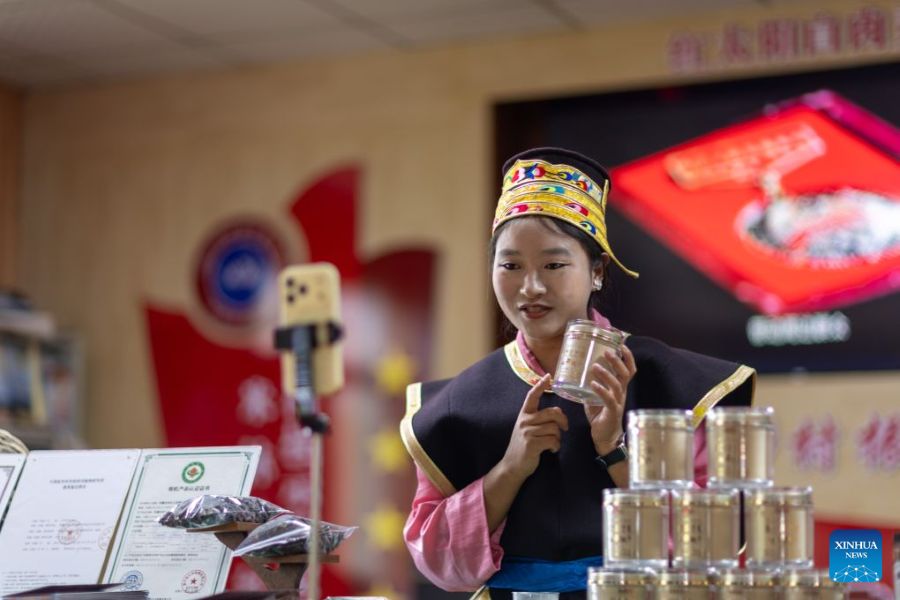Xizang, fattoria familiare sviluppa l'industria del Lingzhi