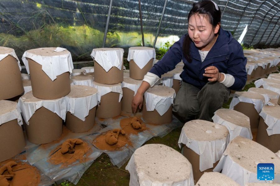 Xizang, fattoria familiare sviluppa l'industria del Lingzhi