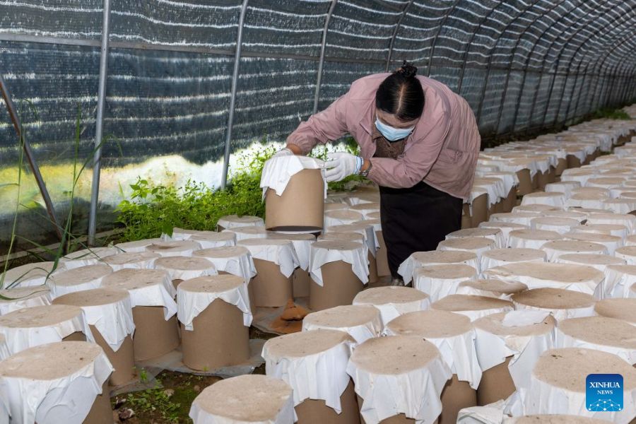 Xizang, fattoria familiare sviluppa l'industria del Lingzhi