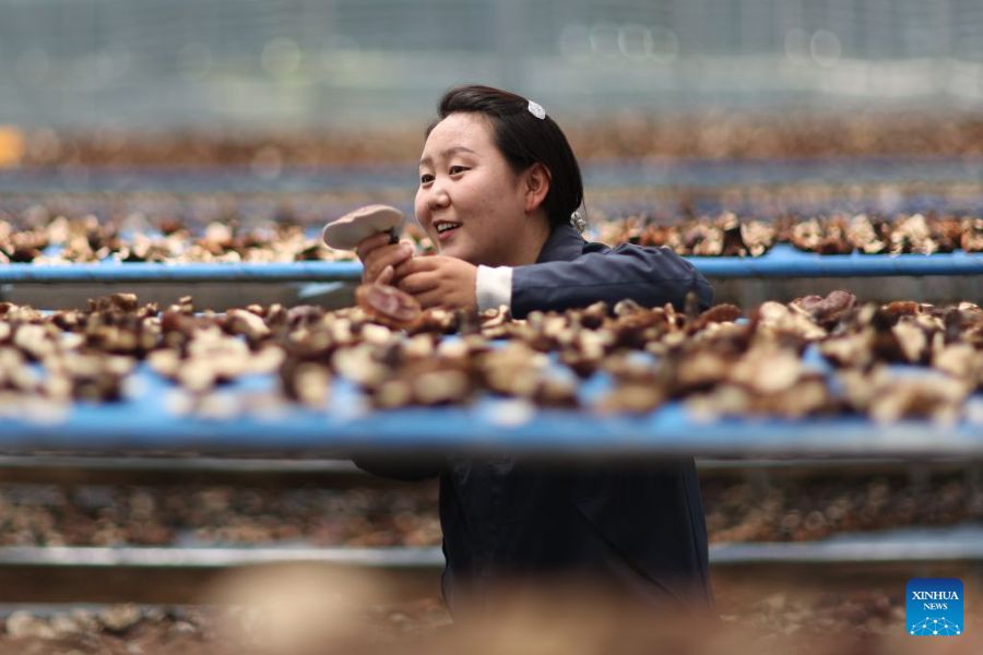 Xizang, fattoria familiare sviluppa l'industria del Lingzhi