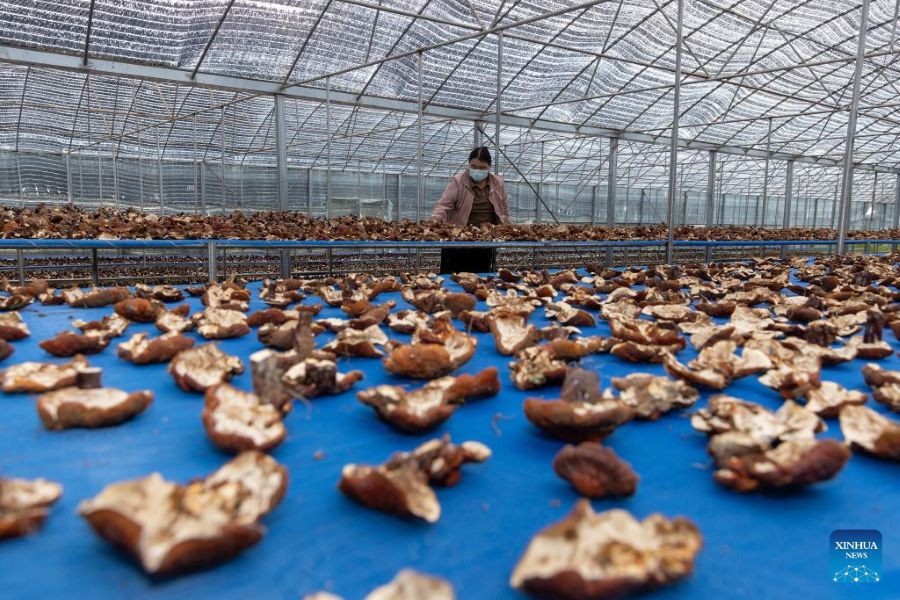 Xizang, fattoria familiare sviluppa l'industria del Lingzhi