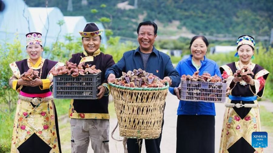 Xizang, fattoria familiare sviluppa l'industria del Lingzhi