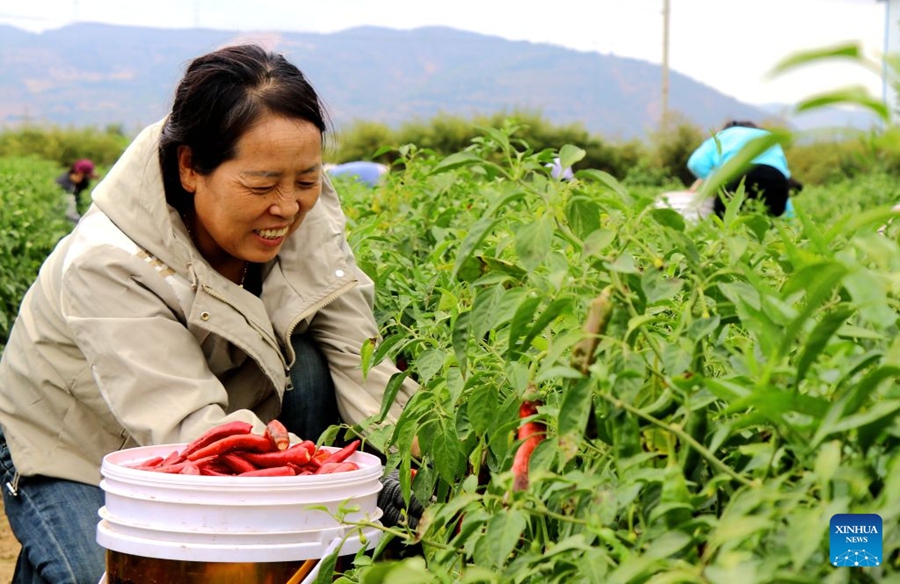Agricoltori impegnati nella raccolta autunnale in tutta la Cina