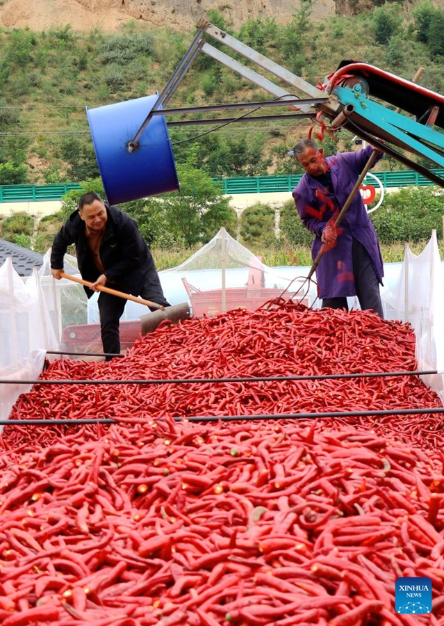 Agricoltori impegnati nella raccolta autunnale in tutta la Cina