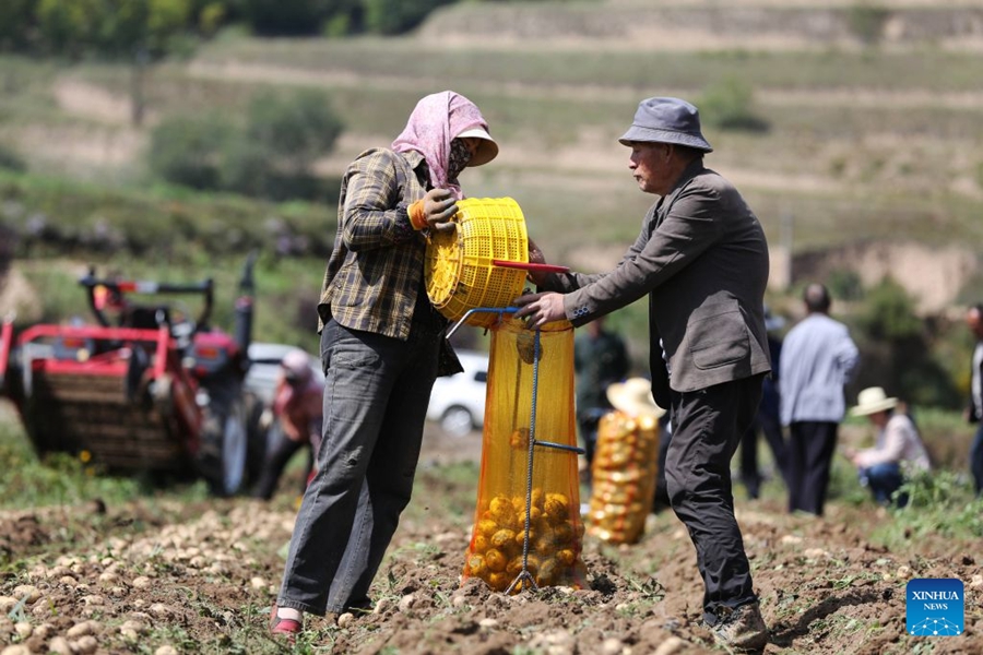 Agricoltori impegnati nella raccolta autunnale in tutta la Cina