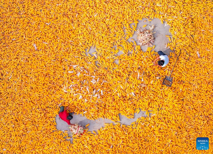 Agricoltori impegnati nella raccolta autunnale in tutta la Cina