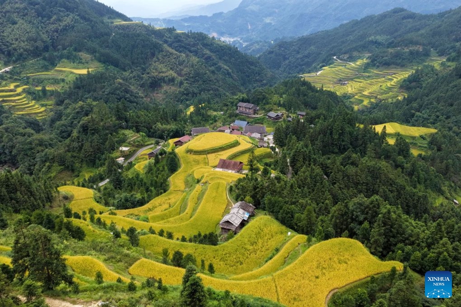 Agricoltori impegnati nella raccolta autunnale in tutta la Cina