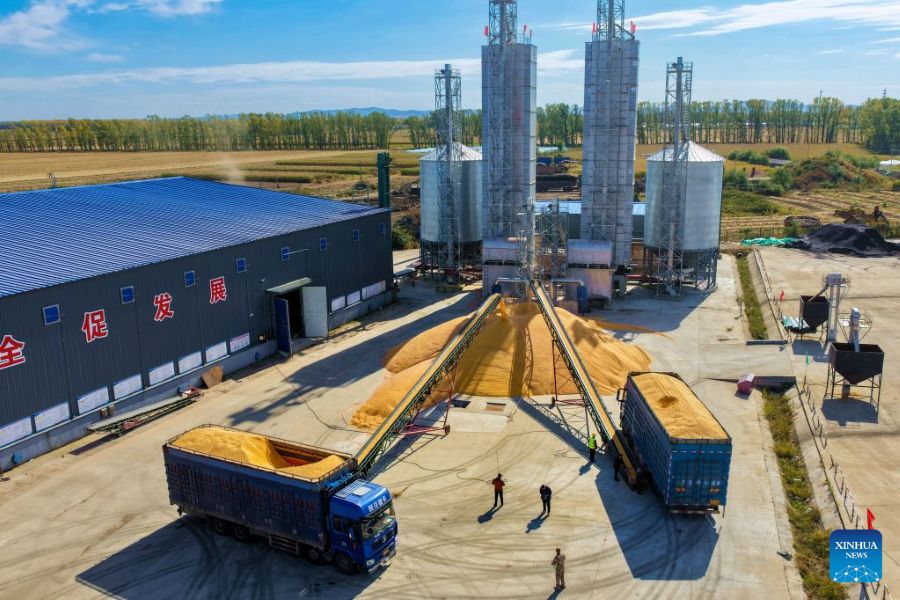 Heilongjiang: la raccolta autunnale entra nel vivo durante la Festa Nazionale