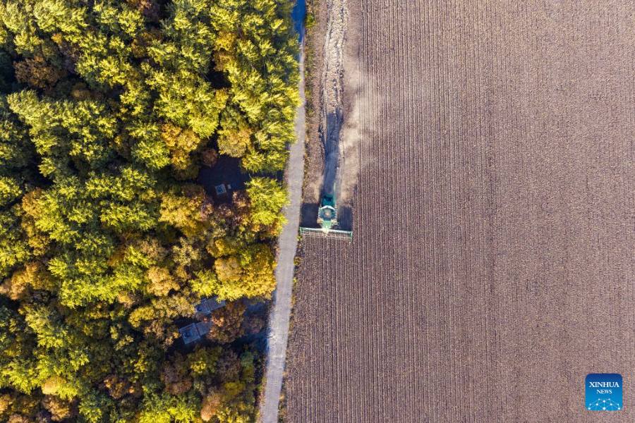 Heilongjiang: la raccolta autunnale entra nel vivo durante la Festa Nazionale