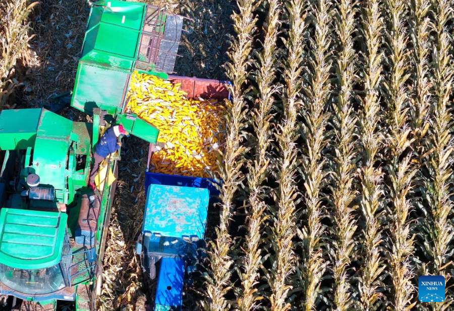 Heilongjiang: la raccolta autunnale entra nel vivo durante la Festa Nazionale