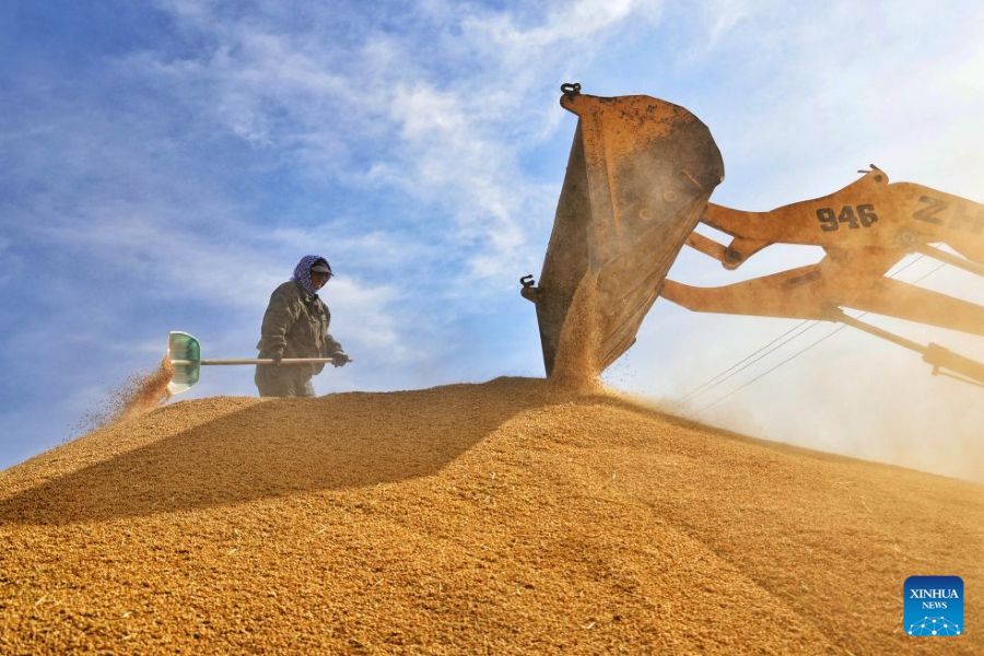 Heilongjiang: la raccolta autunnale entra nel vivo durante la Festa Nazionale