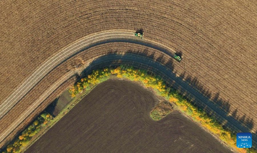 Heilongjiang: la raccolta autunnale entra nel vivo durante la Festa Nazionale
