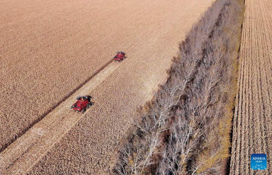 Heilongjiang: la raccolta autunnale entra nel vivo durante la Festa Nazionale