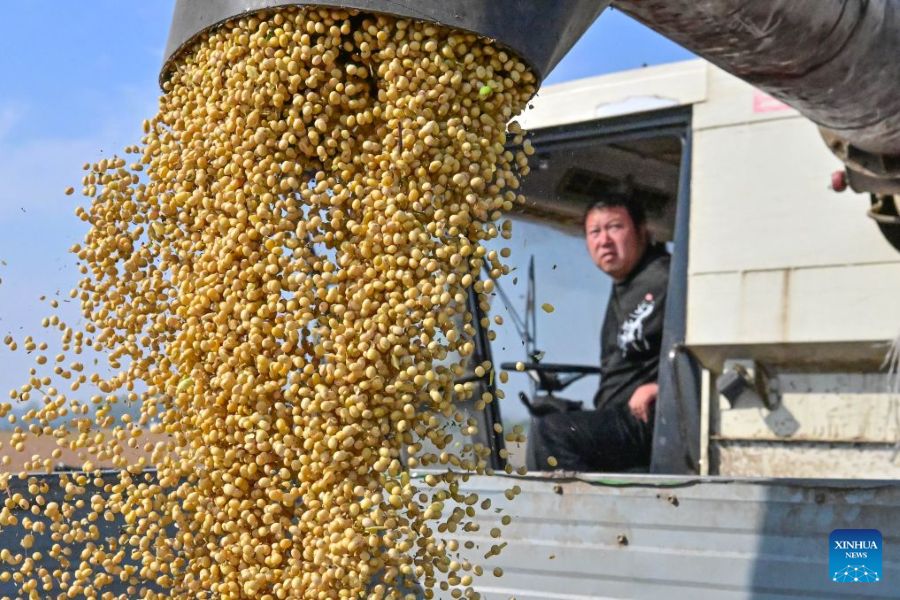 La raccolta autunnale dei cereali entra nel vivo in tutta la Cina