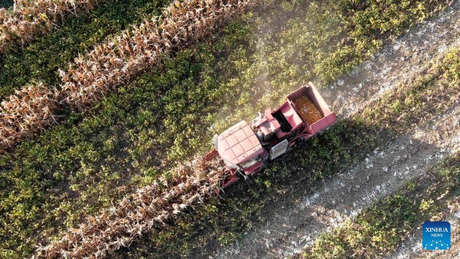 La raccolta autunnale dei cereali entra nel vivo in tutta la Cina