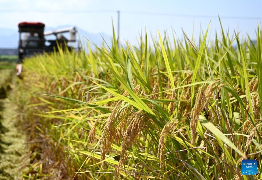 La raccolta autunnale dei cereali entra nel vivo in tutta la Cina