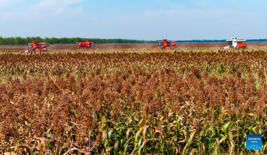 La raccolta autunnale dei cereali entra nel vivo in tutta la Cina