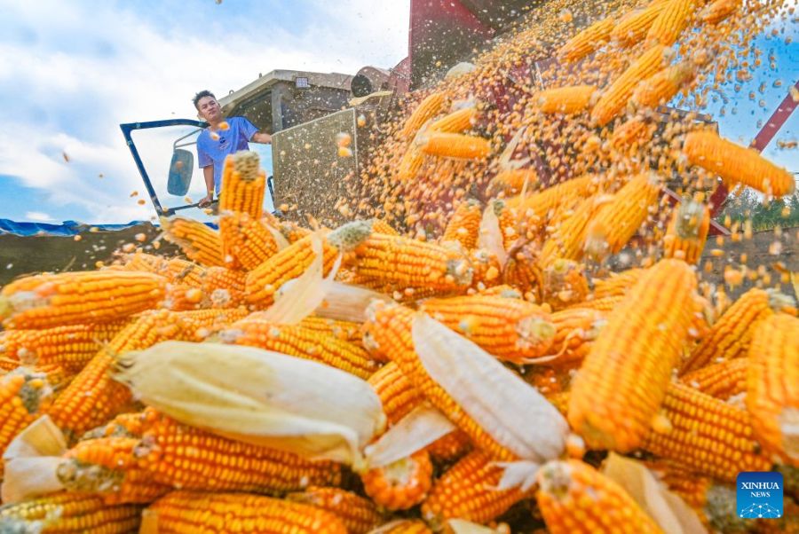 La raccolta autunnale dei cereali entra nel vivo in tutta la Cina