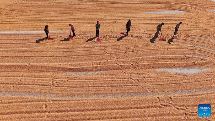 La raccolta autunnale dei cereali entra nel vivo in tutta la Cina