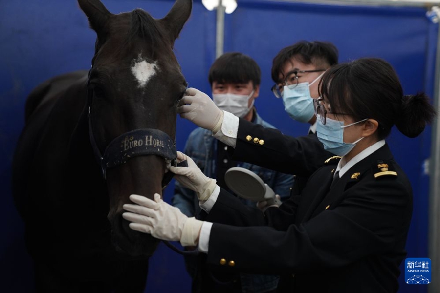 La dogana di Beijing assiste i cavalli da competizione in arrivo per una gara internazionale