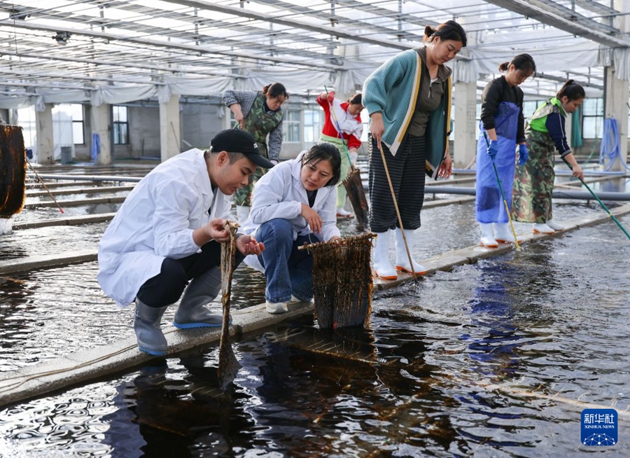 Rongcheng, fervono le attività di coltivazione delle piantine di kelp