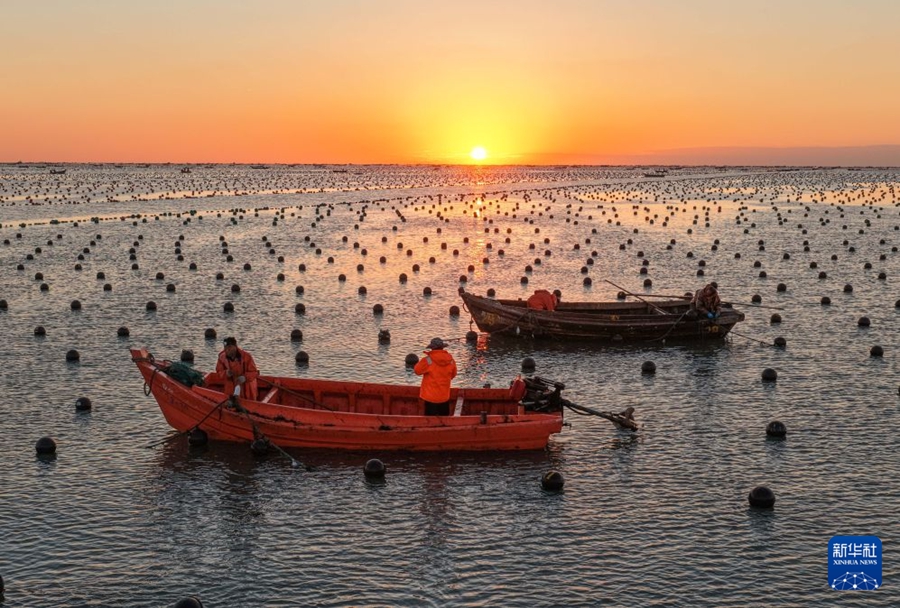 Rongcheng, fervono le attività di coltivazione delle piantine di kelp