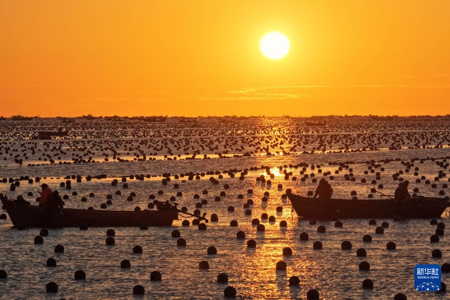 Rongcheng, fervono le attività di coltivazione delle piantine di kelp