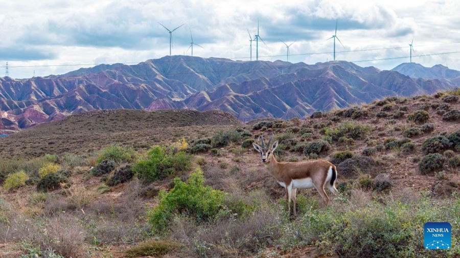 Cresce la popolazione di gazzelle gozzute grazie al miglioramento dell'ambiente ecologico nel Ningxia