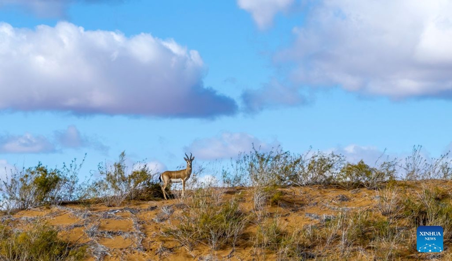 Cresce la popolazione di gazzelle gozzute grazie al miglioramento dell'ambiente ecologico nel Ningxia