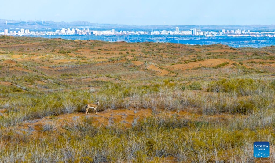 Cresce la popolazione di gazzelle gozzute grazie al miglioramento dell'ambiente ecologico nel Ningxia