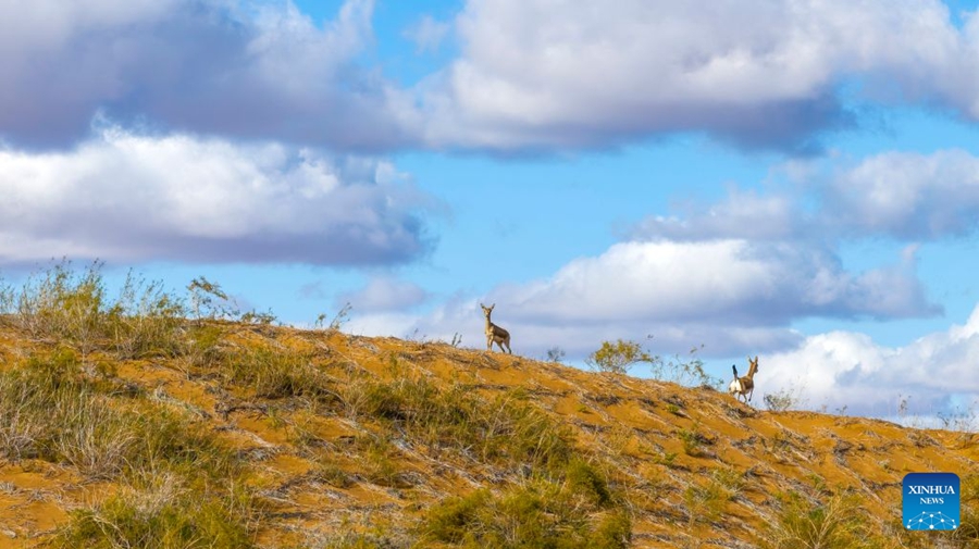 Cresce la popolazione di gazzelle gozzute grazie al miglioramento dell'ambiente ecologico nel Ningxia