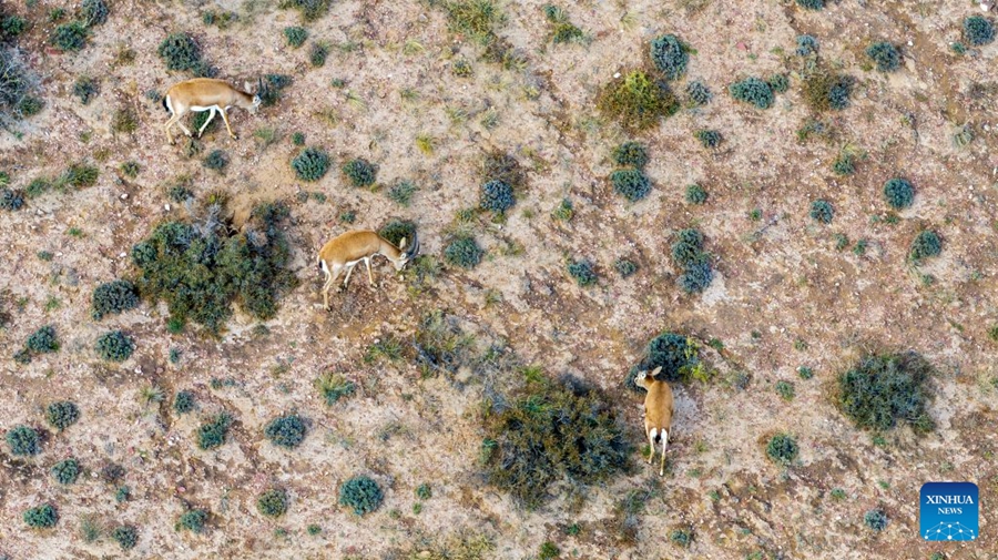 Cresce la popolazione di gazzelle gozzute grazie al miglioramento dell'ambiente ecologico nel Ningxia